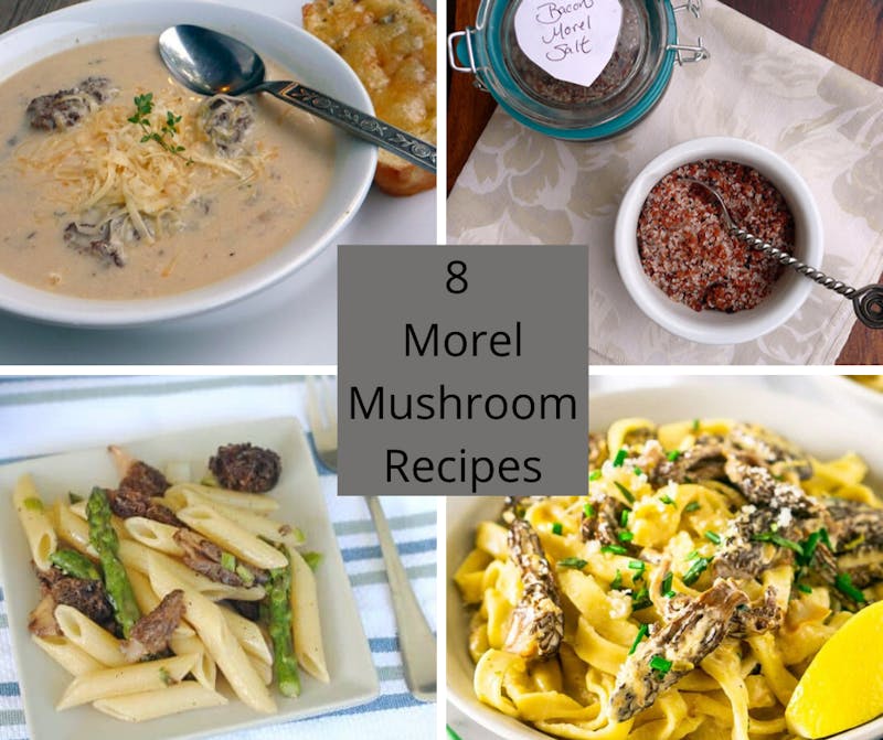 8 Morel Mushroom Recipes